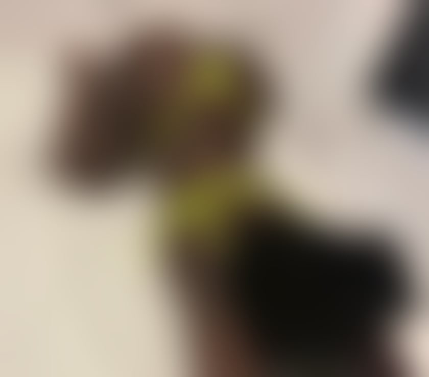 Escorts South Yorkshire Sheffield - Photos for Kiara TheMouthMachine