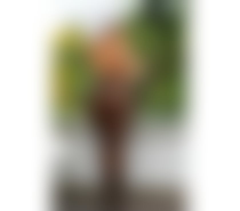 Escorts West Midlands Wolverhampton - Photos for 🤯👿 The best owo has just arrived in town 🍆💦