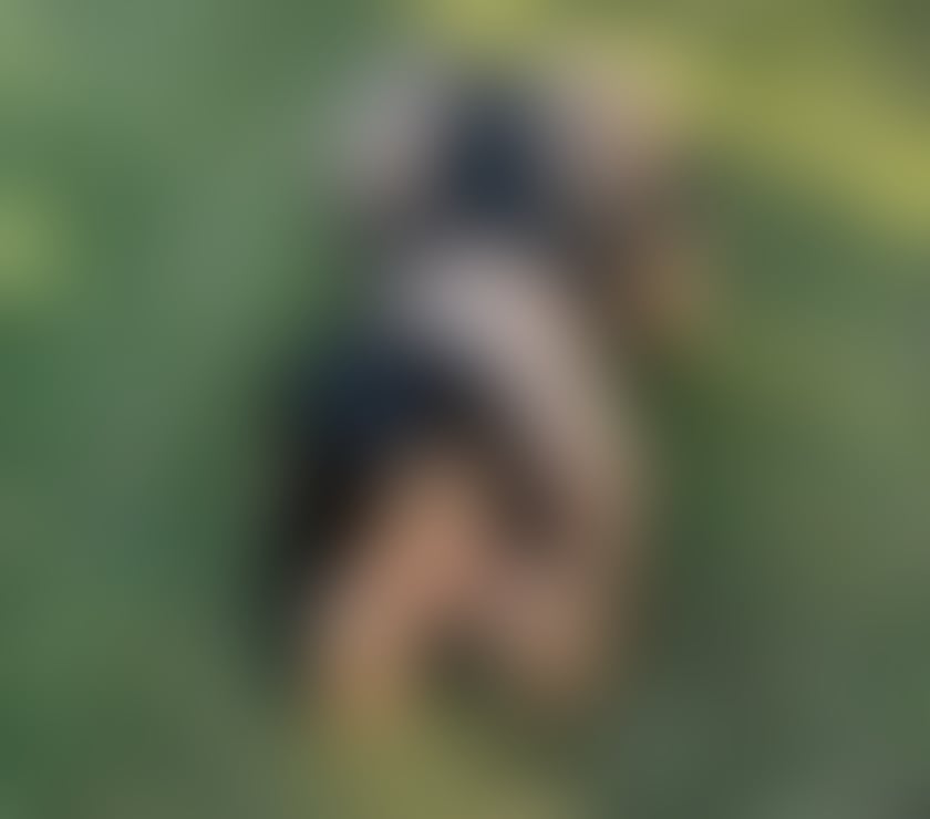 Escorts North Yorkshire Scarborough - North Yorkshire - Photos for 🔥 LIZA BRAZILIAN HOT GIRL NO RUSH e PARTY🔥