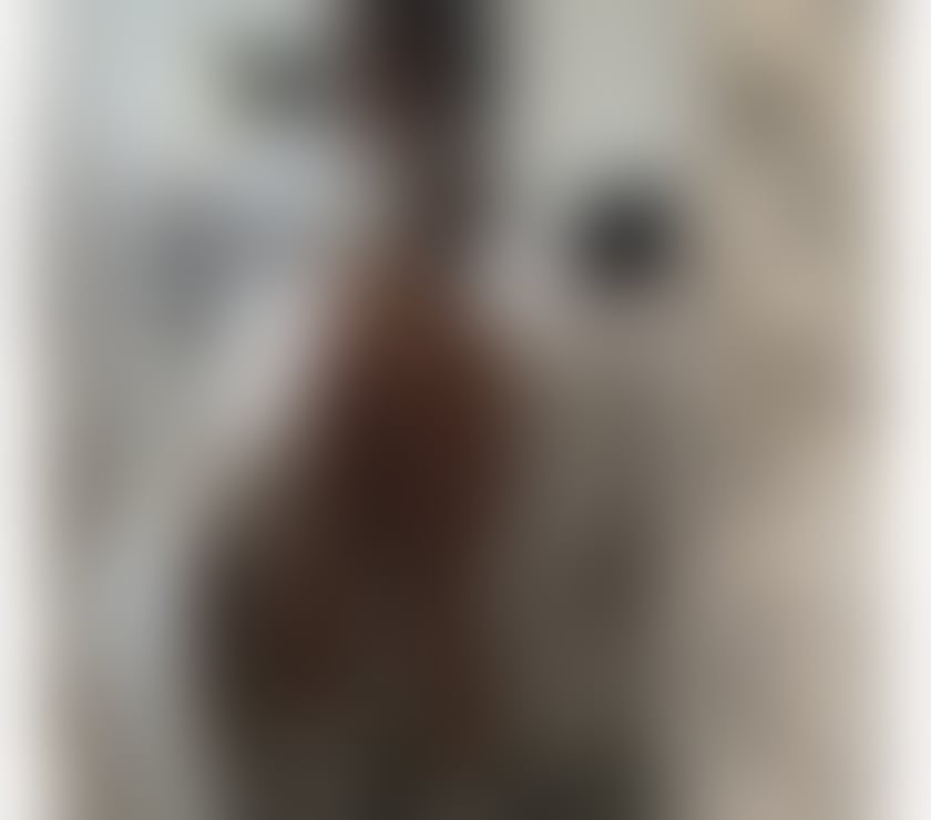 Escorts West Yorkshire Bradford - Photos for New British Sofia 3 days only!