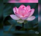 Oriental relaxing massage