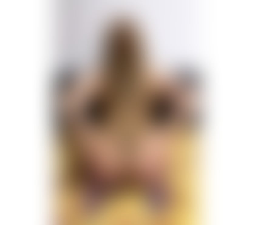 Escorts South Lanarkshire Hamilton - South Lanarkshire - Photos for Hello guys I’m Melissa sexy hot girl best service xx