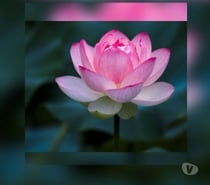 Full Body Relaxing and Deep Tissue massage