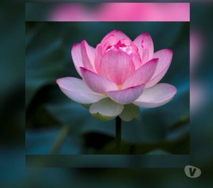 Massage Filey North Yorkshire - Photos for Full Body Relaxing and Deep Tissue massage