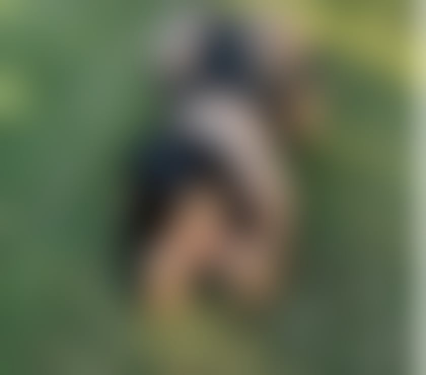 Escorts North Yorkshire Scarborough - North Yorkshire - Photos for 🔥 LIZA BRAZILIAN HOT GIRL NO RUSH e PARTY🔥