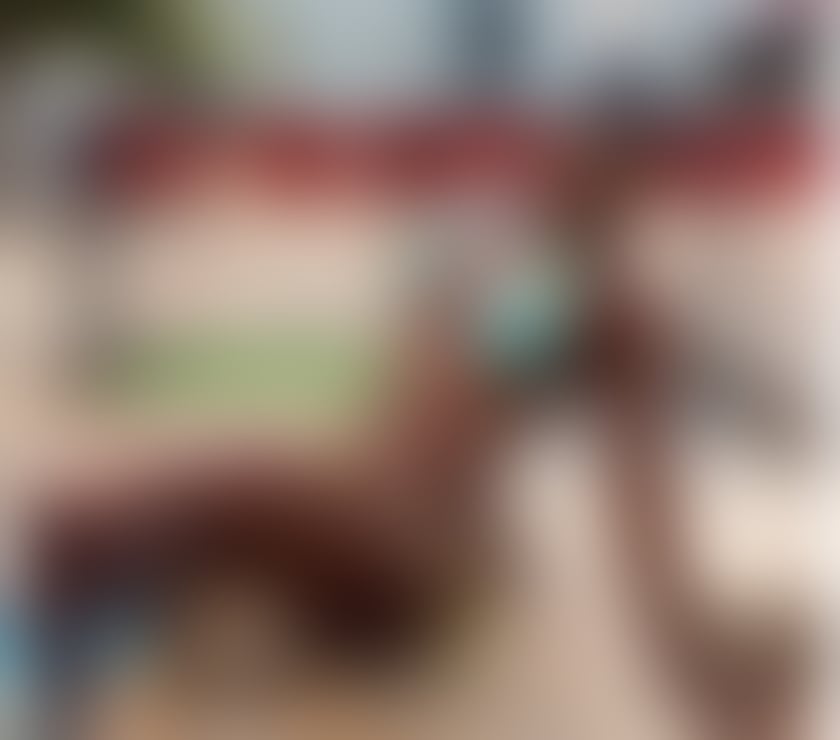 Escorts Woolwich South East London - Photos for NEW in TOWN Ebony black African Realbody * Lizzy *