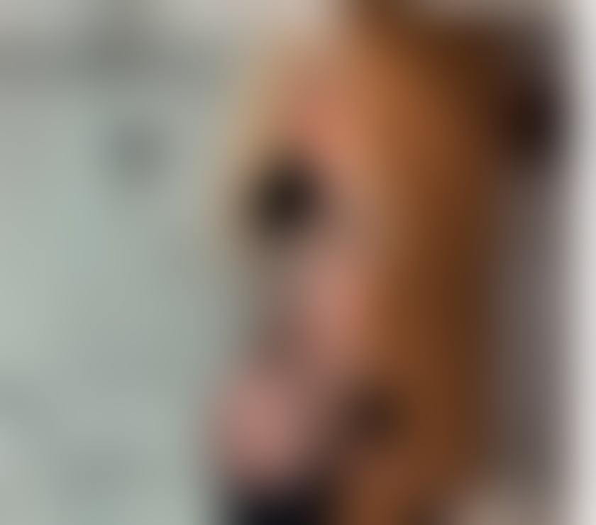 Trans Escorts South Yorkshire Sheffield - Photos for Isabella Lewis Dom🔥