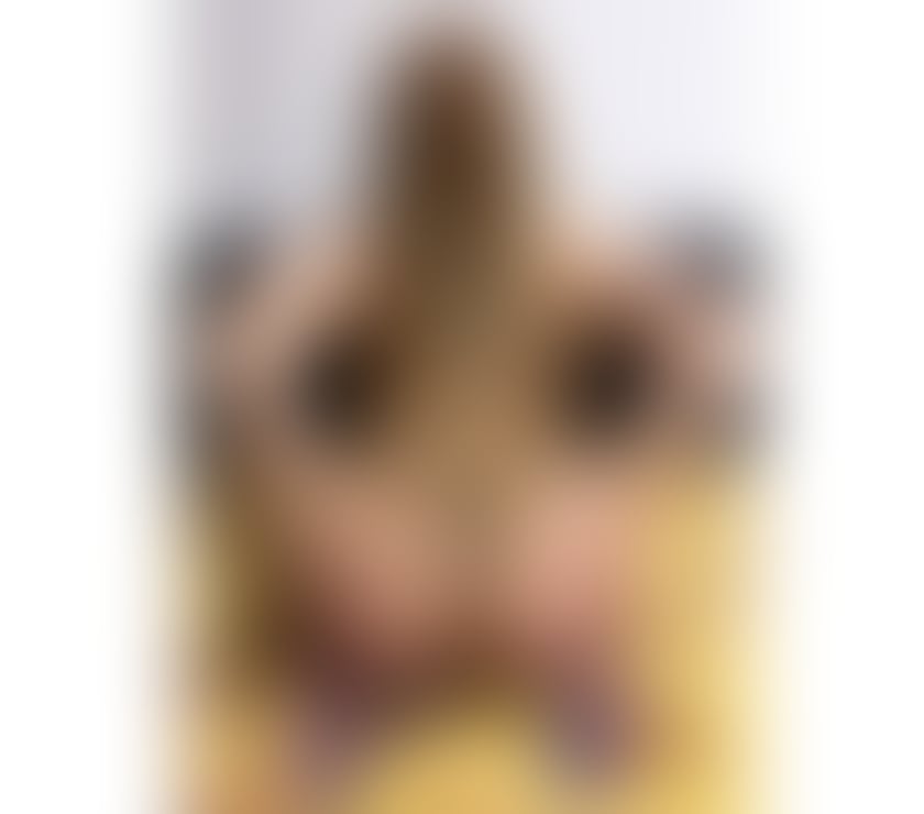 Escorts South Lanarkshire Hamilton - South Lanarkshire - Photos for Hello guys I’m Melissa sexy hot girl best service xx