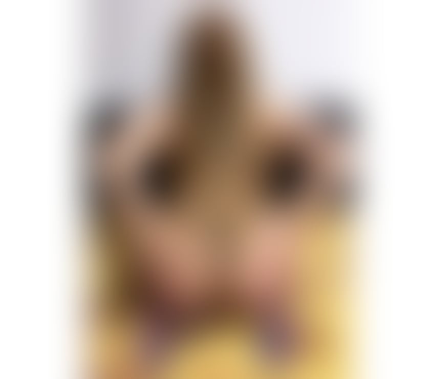 Escorts Hamilton South Lanarkshire - Photos for Hello guys I’m Melissa sexy hot girl best service xx