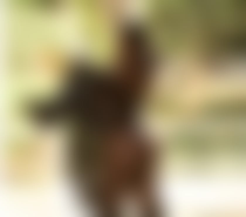 Escorts Central London Clerkenwell - Central London - Photos for Vivi 🇧🇷 the best in town real pics