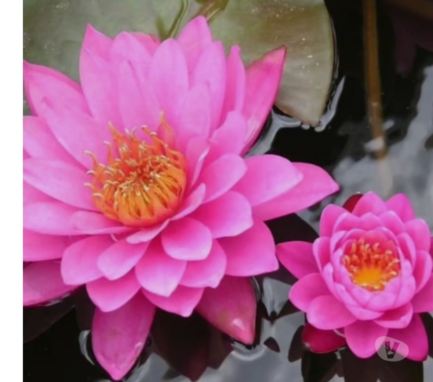 Escorts Mid Ulster Ballygawley - Mid Ulster - Photos for New thai hot oil massage Dunganon