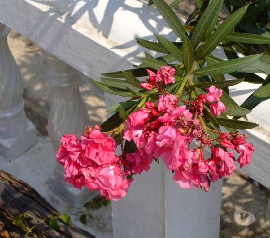 Escorts Dorset Bournemouth, Christchurch and Poole - Photos for Thai Delight is here