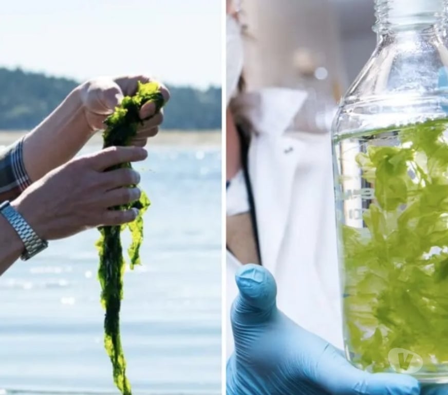 insurance broker Oxfordshire Oxford - Photos for Invest in Seaweed farming - For an excellent ROI