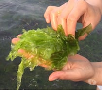Invest in Seaweed farming - For an excellent ROI