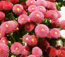 Thai Massage in Leicester