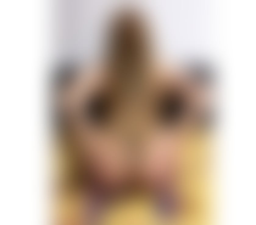 Escorts South Lanarkshire Hamilton - South Lanarkshire - Photos for Hello i am Amelia sexy hot girls no ROSH