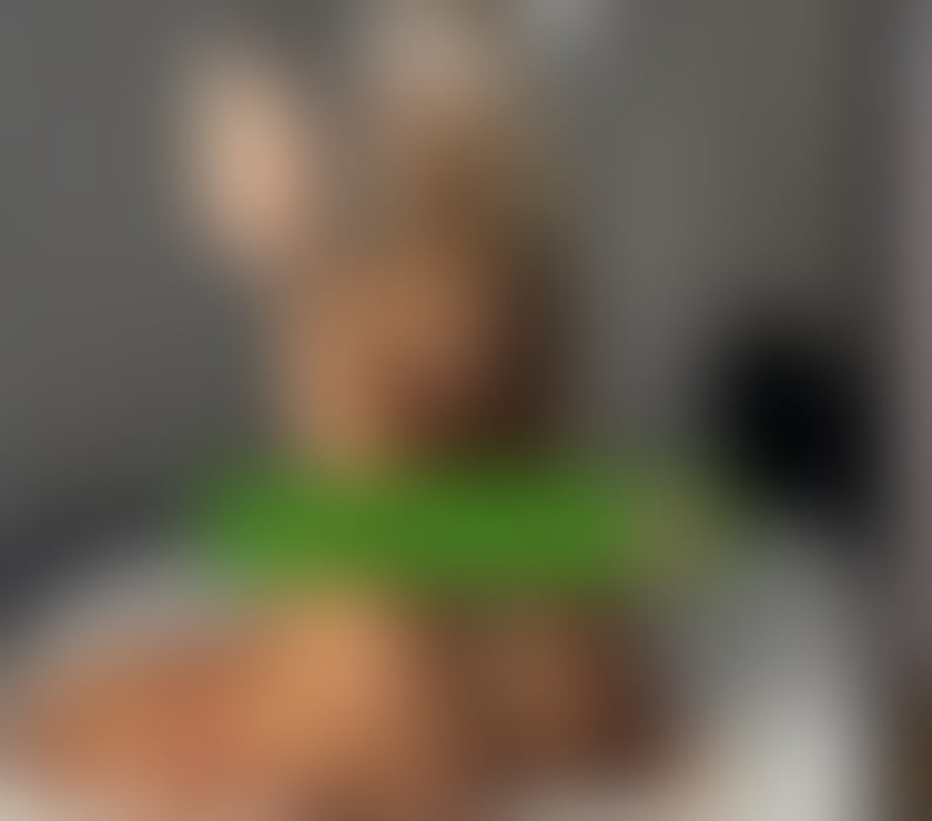 Escorts Cambridge City Centre Cambridge - Photos for ‼️New here‼️Best service🔥First time here🥂Party