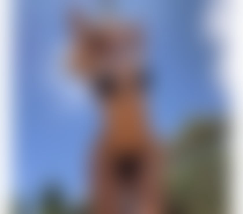 Escorts Gloucestershire Cheltenham - Photos for CAROL 🔥 BEST OWO 💘 GFE