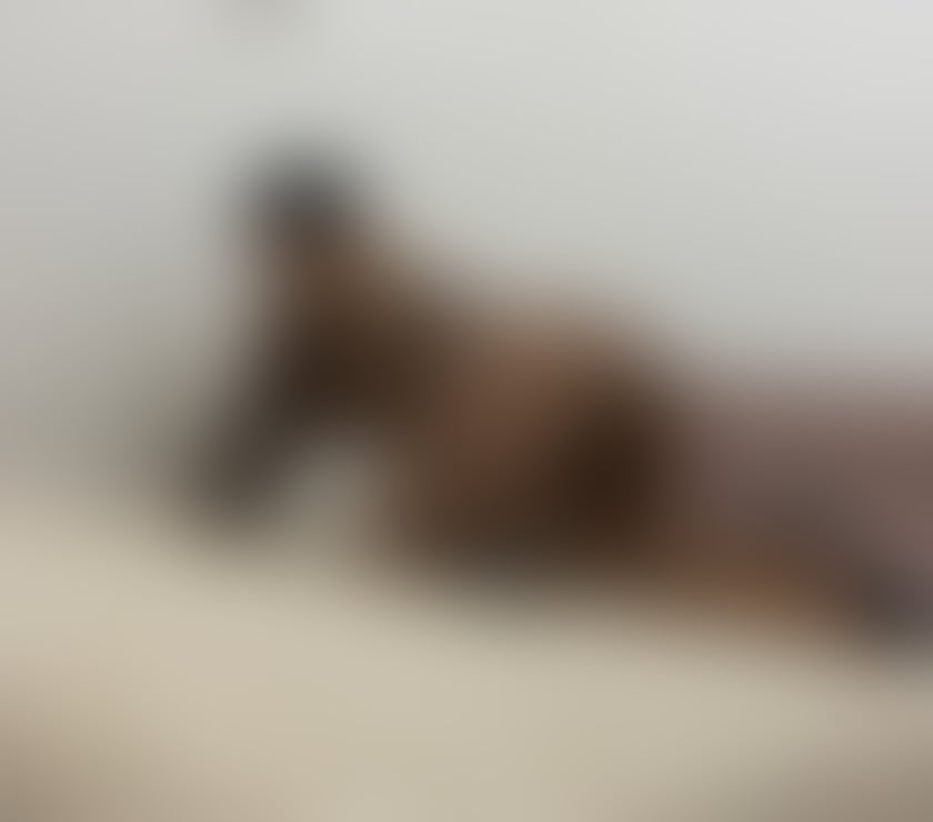 Escorts Lancashire Hyndburn - Photos for New Isabella brunette girl Party BB 10 3DN