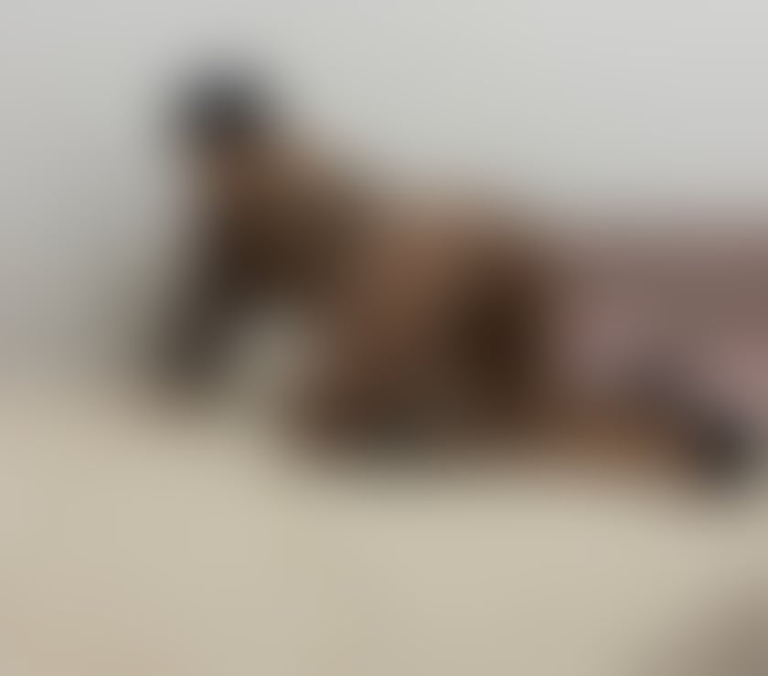 Escorts Lancashire Burnley - Photos for New Isabella pic 100%100 really call me for details 24h