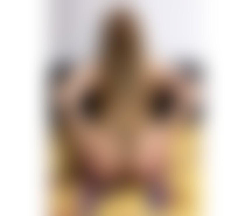 Escorts South Lanarkshire Hamilton - South Lanarkshire - Photos for Hello gentlemen I’m Evelyn sexy sweet and beautiful x