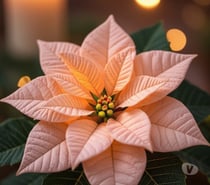 Refresh Relaxing Massage