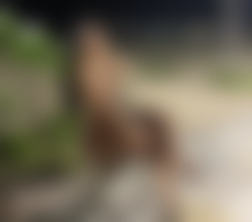 Escorts Essex Basildon - Photos for ✨️ISABELLA NEW IN TOWN (PARTY GIRL)🇧🇷✨️