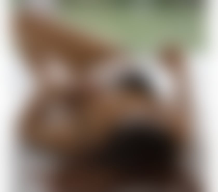 Escorts Merseyside Saint Helens - Photos for 🌹New in your area Stunning Asian Girl Real Pictures 🌹