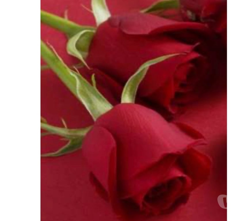 Escorts Highland Inverness - Highland - Photos for BEST FULL BODY MASSAGE