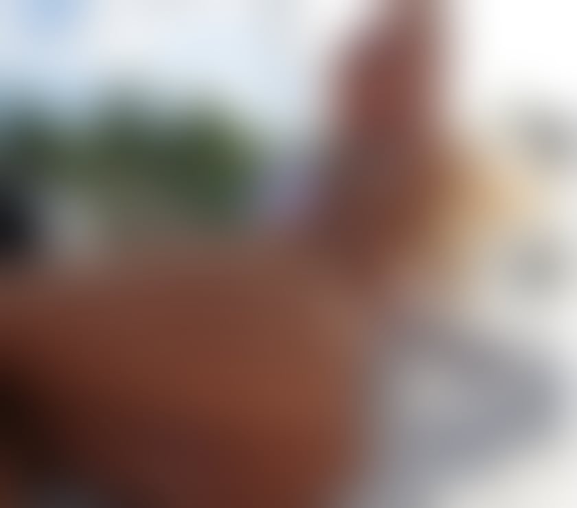 Escorts Bedfordshire Luton - Photos for 💮 Ana Blonde honey style 🐝