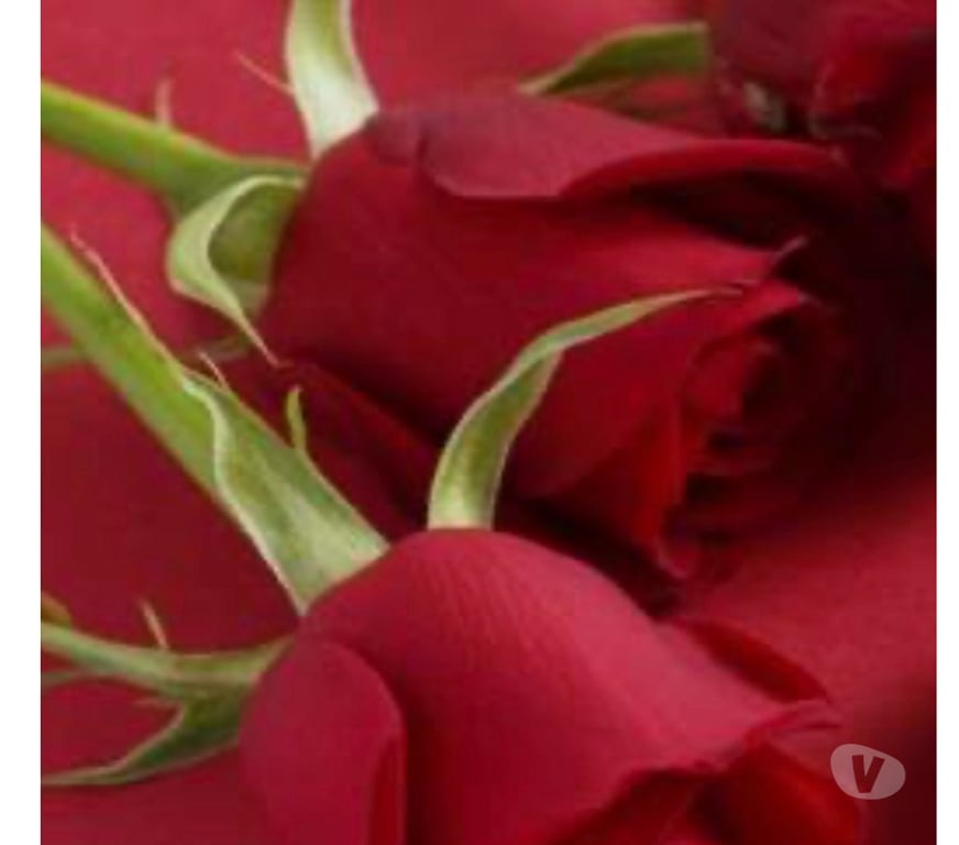 Escorts Highland Inverness - Highland - Photos for The Ultimate Full-Body Massage Experience