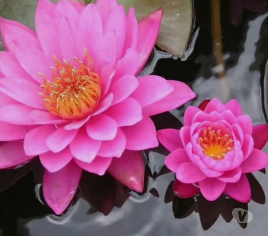 Escorts Suffolk West Suffolk - Photos for NEW LANA THAI MASSAGE