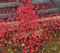 Boy looking for women