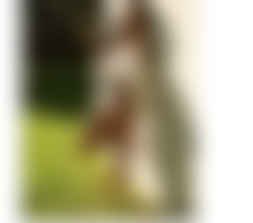 Escorts South East London Catford - South East London - Photos for EVA BRAZILIAN🇧🇷GOOD SERVICE✅NO RUSH NO REGRETS