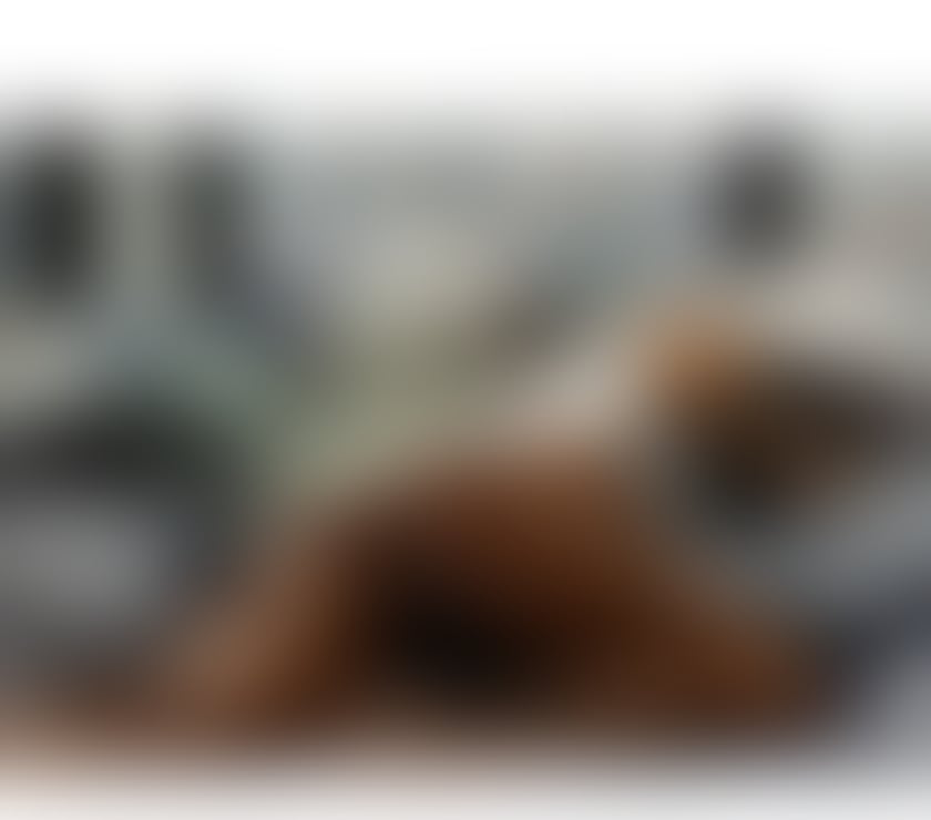 Escorts Oxfordshire Oxford - Photos for The best Brasil