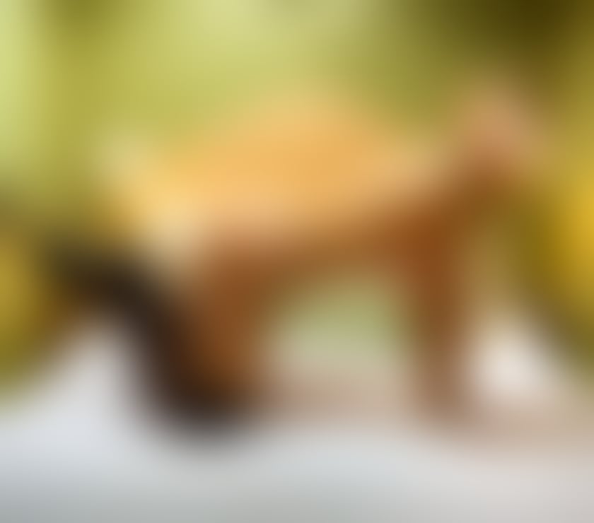 Escorts Cumberland Carlisle - Cumberland - Photos for JULIE x PROFESSIONAL MASSAGE x BODY2BODY x RELAX