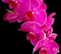 Passionate, Discreet, and Professional – Your Satisfaction