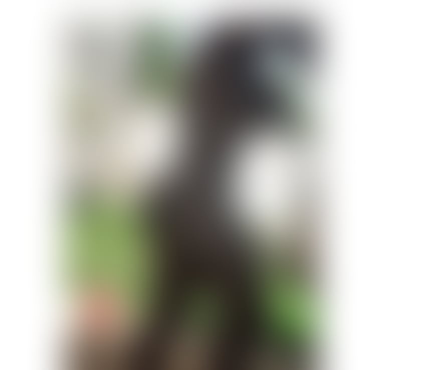 Escorts North West London Alperton - North West London - Photos for Bianca curve big ass big boob