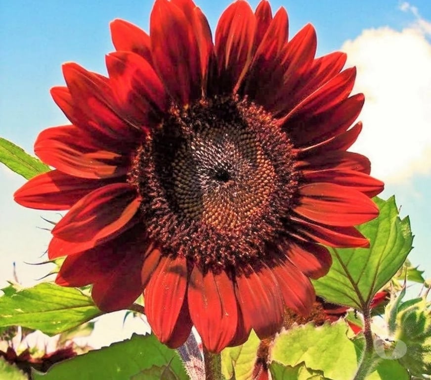 Garden, Outdoor & DIY Nottinghamshire Broxtowe - Photos for Giant sunflowers available