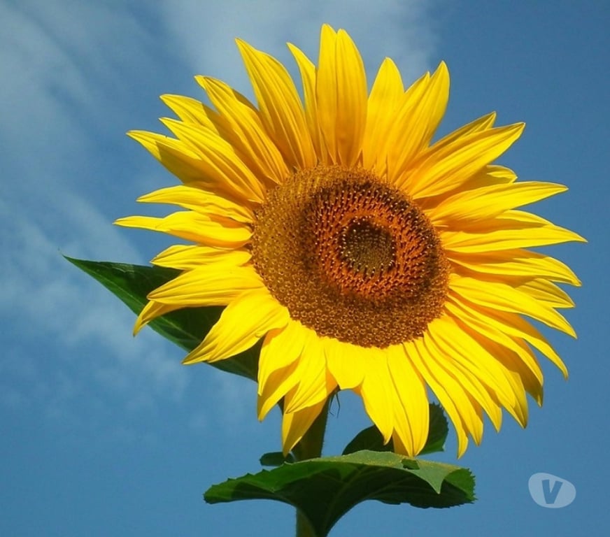 Garden, Outdoor & DIY Nottinghamshire Broxtowe - Photos for Giant sunflowers available