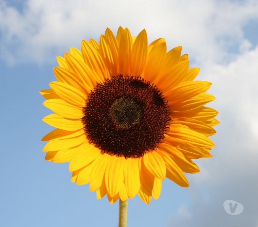 Garden, Outdoor & DIY Nottinghamshire Broxtowe - Photos for Giant sunflowers available