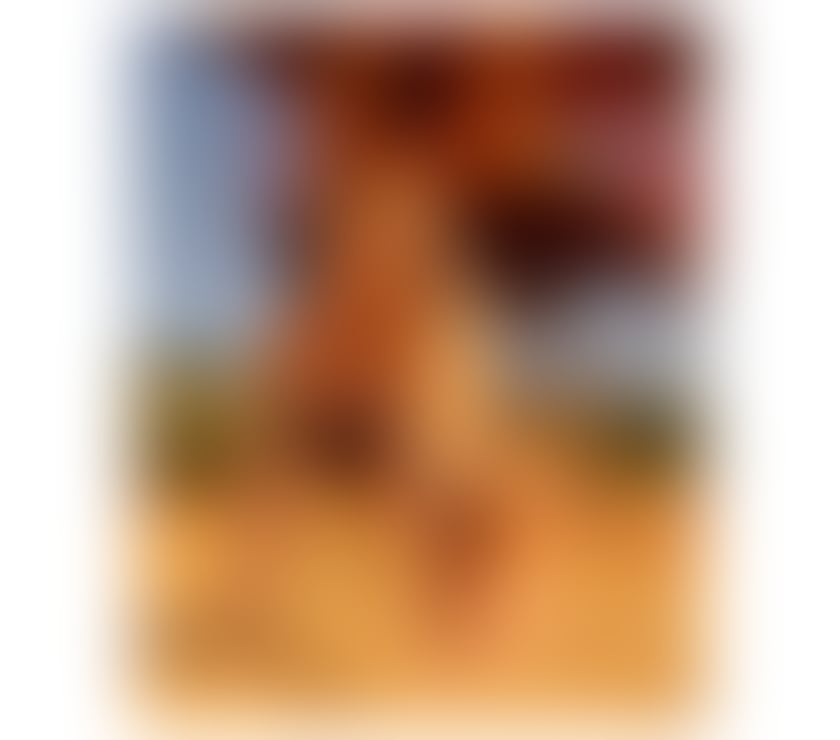 Escorts North West London Camden - Photos for BELLA A UNIQUE EXPERIENCE📍IN THE CITY✨🔥💋