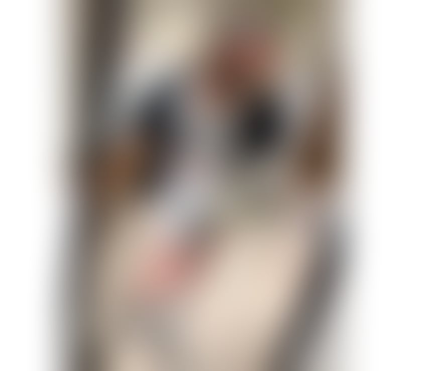 Escorts West London West Kensington - West London - Photos for HONEY BRAZILIAN HOTTIE 💯% REAL 🍯🐝 GFE ✨