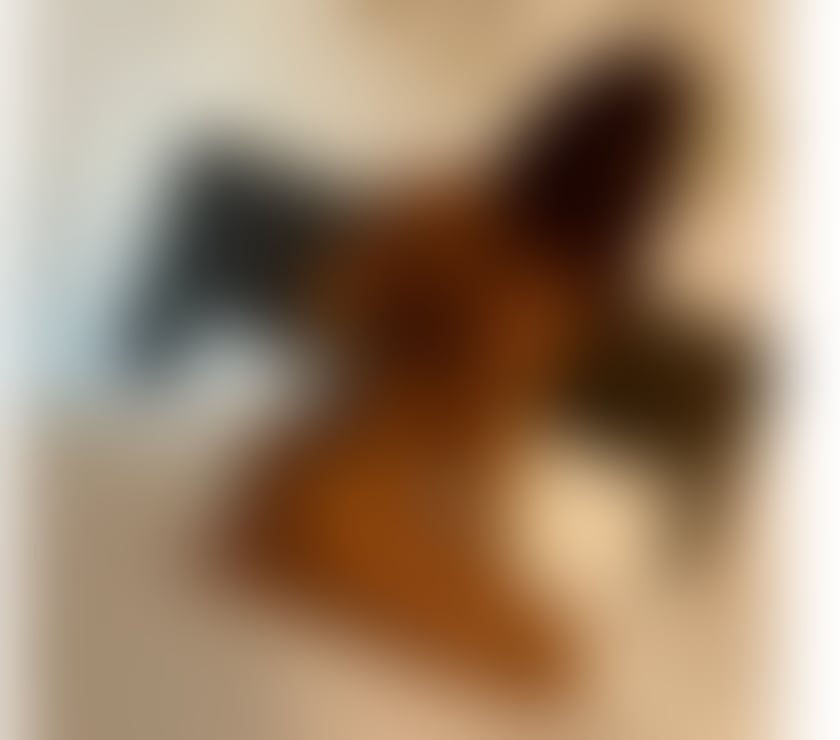 Escorts Leicester City Centre Leicester - Photos for Hi , I m Maya new in town 🥰😍
