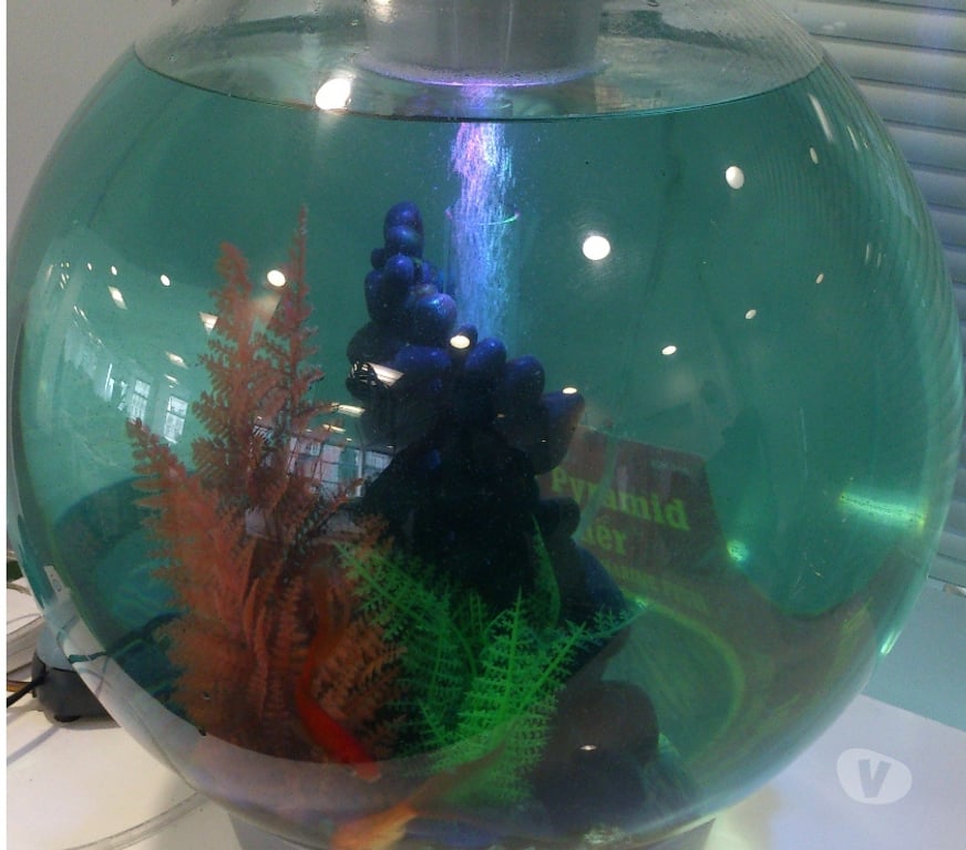 Other Services East London Canary Wharf - East London - Photos for Affordable Aquarium maintenance service Canary Wharf