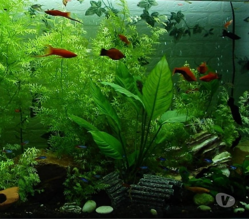 Other Services East London Canary Wharf - East London - Photos for Affordable Aquarium maintenance service Canary Wharf