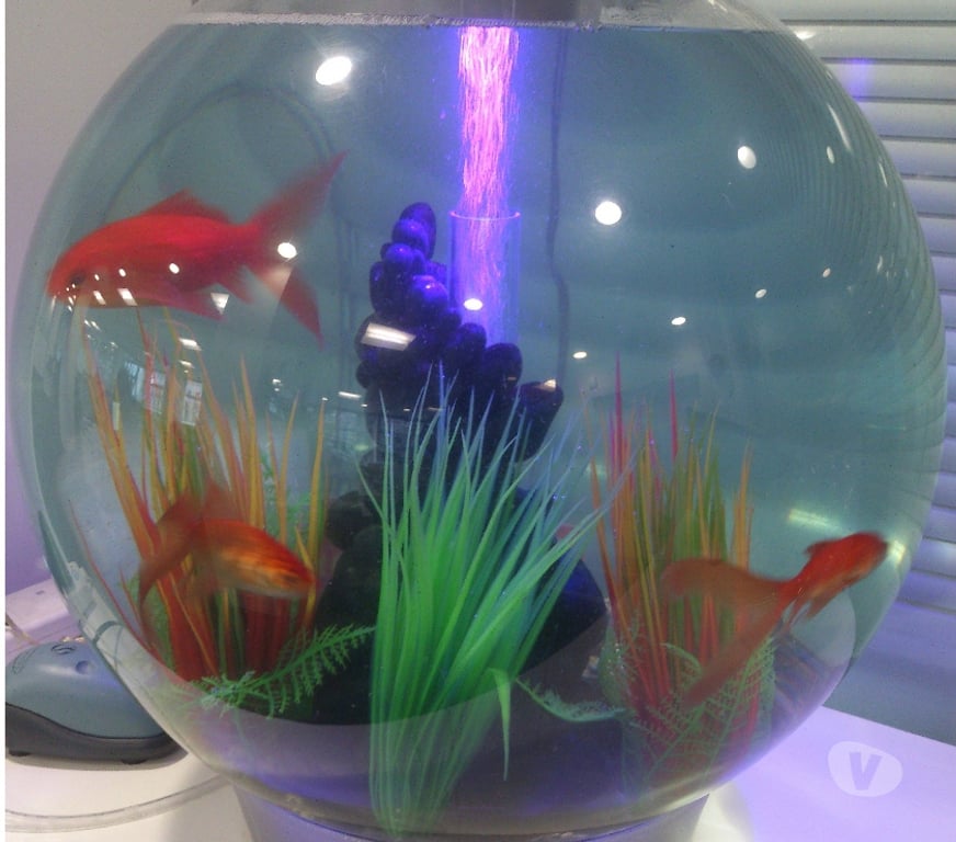 Other Services East London Canary Wharf - East London - Photos for Affordable Aquarium maintenance service Canary Wharf