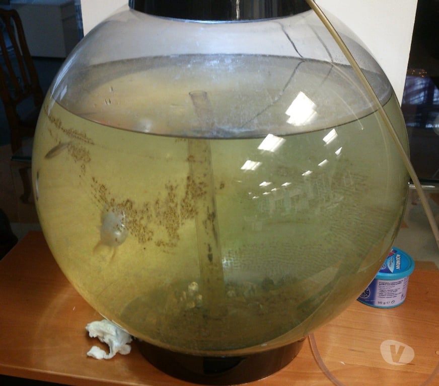 Other Services East London Canary Wharf - East London - Photos for Affordable Aquarium maintenance service Canary Wharf