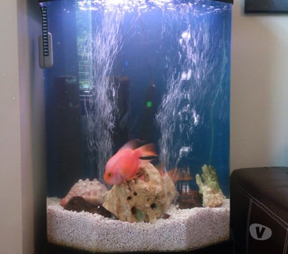 Other Services Canary Wharf East London - Photos for Affordable Aquarium maintenance service Canary Wharf