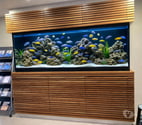 Affordable aquarium cleaning services Westminster